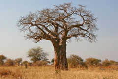 Affenbrotbaum verliert Blätter