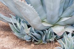 Agave Ableger abtrennen