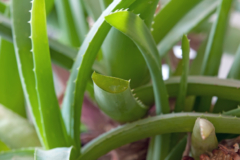 Wie schnell wächst Aloe vera?
