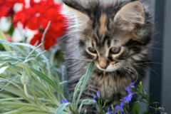 Alpenveilchen giftig für Katzen