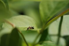 Gewächshaus Ameisen bekämpfen