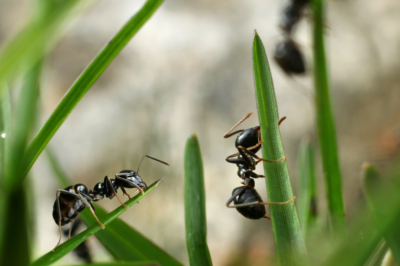 Ameisen im Rasen 10 besten Tipps