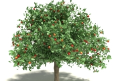 Apfelbaum ausgraben
