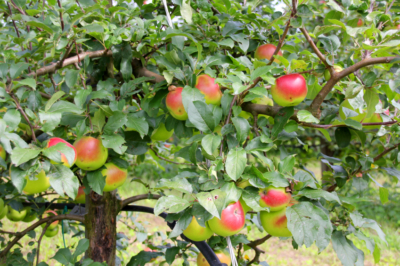 Apfelbaum bestimmen