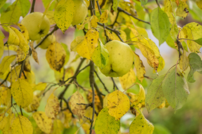 Apfelbaum gelbe Blätter