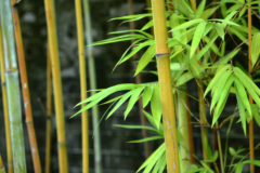 Alle Bambus murielae im Überblick