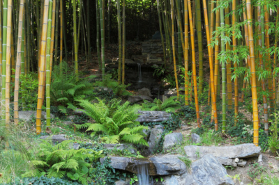 Bambus Wasser