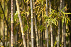 Bambus braune Blätter