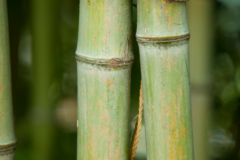  Rangliste der besten Bambus murielae