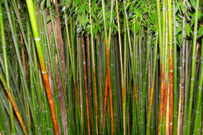 Bambus teilen