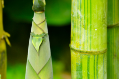Bambus umpflanzen