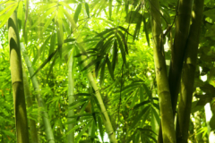 Bambus züchten