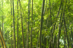 Bambusblüte