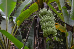 Banane pflanzen