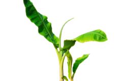 Bananenpflanze Ableger