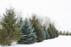 Abholung weihnachtsbaum - Die hochwertigsten Abholung weihnachtsbaum analysiert!