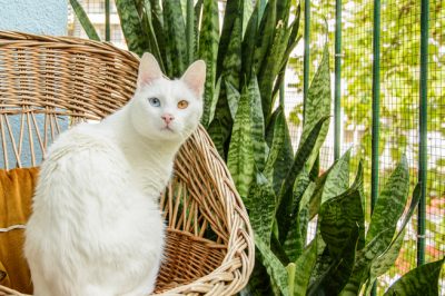 Sansevieria giftig für Katzen