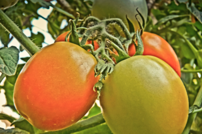 Süße tomaten - Alle Produkte unter allen Süße tomaten!