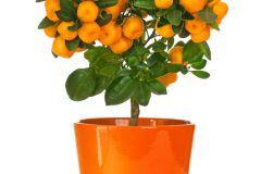 Citrus microcarpa - Die besten Citrus microcarpa im Überblick