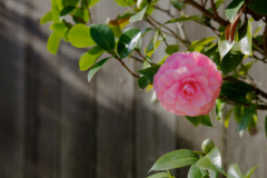 Camellia pflanze - Die Produkte unter der Menge an Camellia pflanze