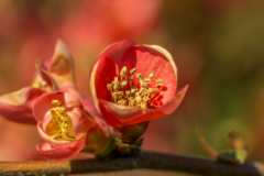 Camellia pflanze - Wählen Sie dem Sieger unserer Experten