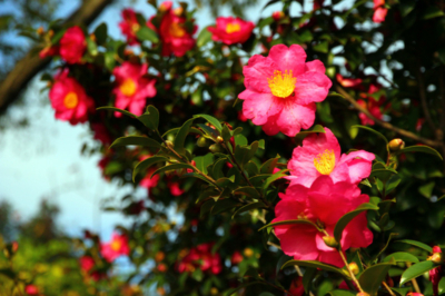Camellia japonica Pflegetipps