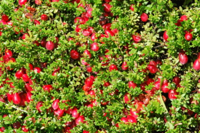 Cranberry pflanzen