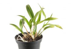 Welche Punkte es bei dem Bestellen die Dendrobium phalaenopsis zu bewerten gilt