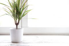 Drachenbaum zimmerpflanze - Der Gewinner unserer Produkttester