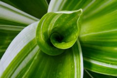 Dracaena zimmerpflanze - Vertrauen Sie dem Testsieger unserer Experten