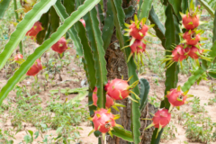 Drachenfrucht Mittelamerika
