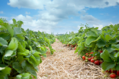 Welche Kriterien es vor dem Kaufen die Bodendecker erdbeere zu bewerten gilt