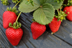Erdbeeren schutz - Der absolute TOP-Favorit 