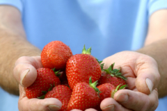 Auf welche Kauffaktoren Sie zu Hause bei der Auswahl bei Erdbeeren schutz Acht geben sollten