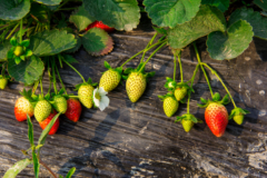 Welche Kauffaktoren es vorm Bestellen die Erdbeeren schutz zu beurteilen gibt