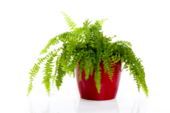 Hoya pflanze - Die TOP Produkte unter der Menge an analysierten Hoya pflanze!