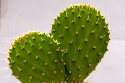 Kaktusfeige Pflege