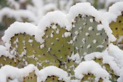 Kaktusfeige winterhart