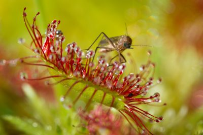 Mücken mit Fleischfressenden Pflanzen bekämpfen