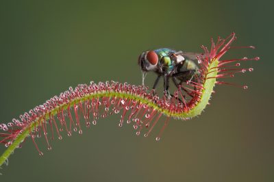 Fleischfressende Pflanzen Fliegen bekämpfen