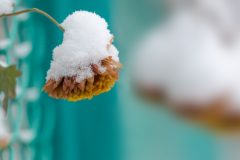 Garten Chrysanthemen Frost