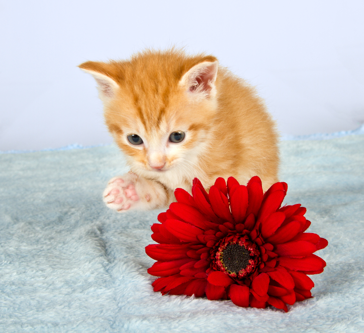 Schnittblumen Katzen