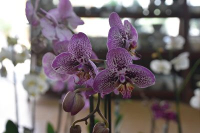Treibhaus Orchideen