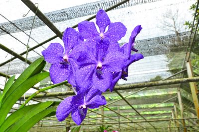 Natürlich blaue Orchidee