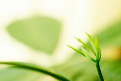 Pachira pflanze - Die besten Pachira pflanze unter die Lupe genommen