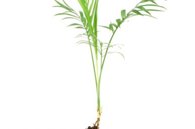 Areca Palme vermehren