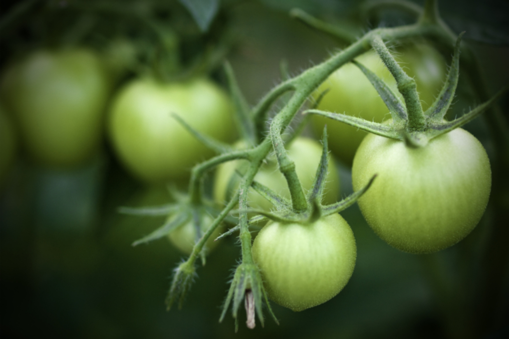 Tomaten grün ernten » So lassen Sie sie nachreifen