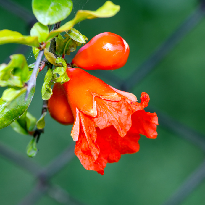 Granatapfel » Seine Blüte und ihre Merkmale