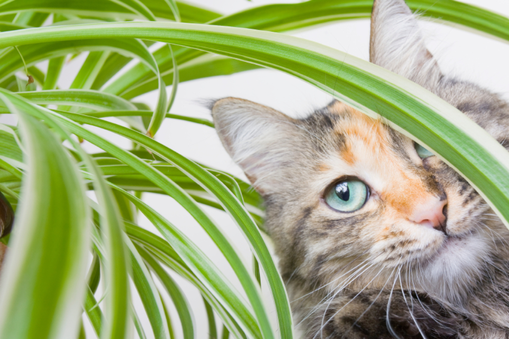 Ist die Grünlilie für Katzen giftig? » Das sollten Sie beachten