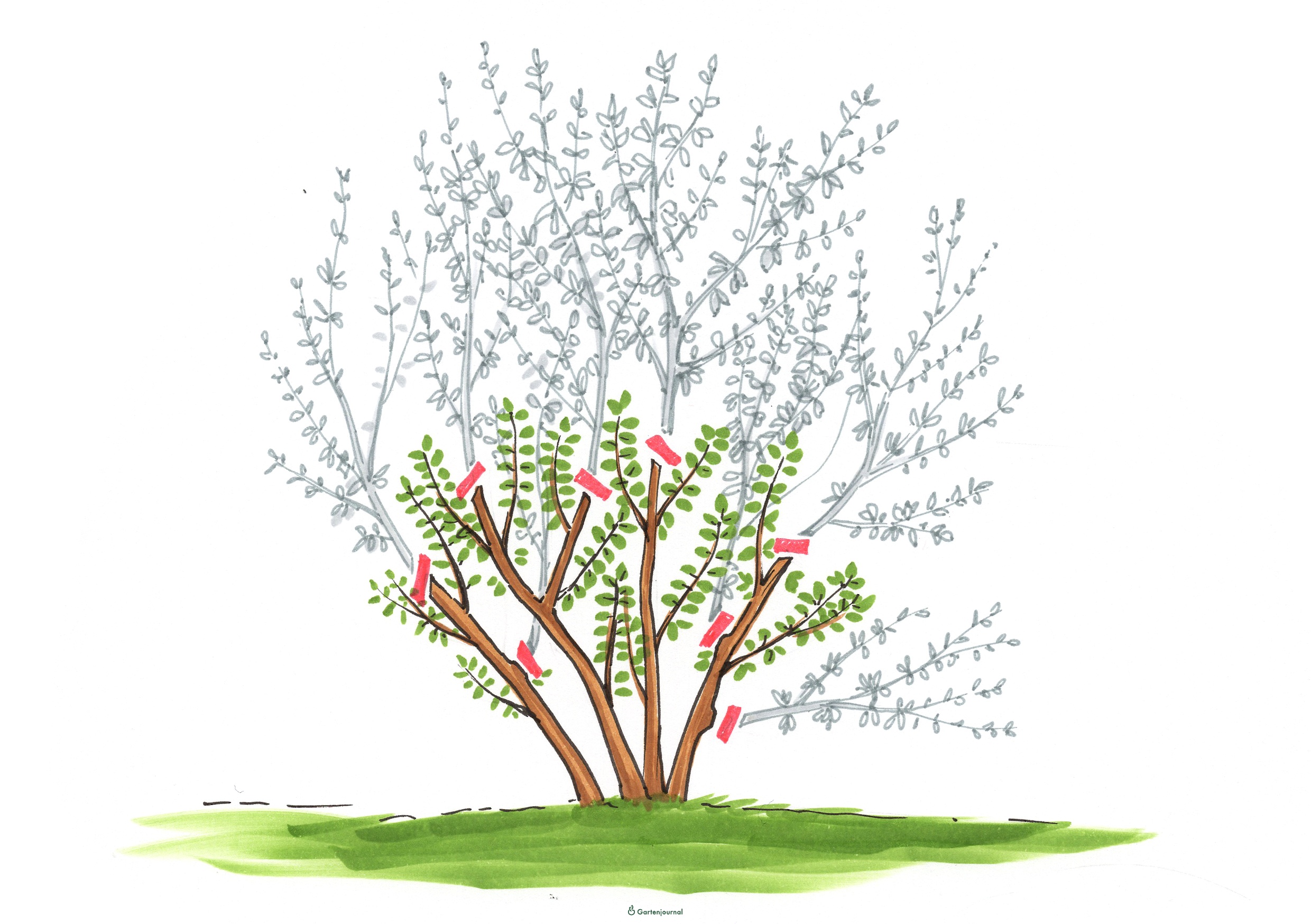 Wann schneiden harlekinweide Harlekinweide, Salix